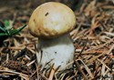 Boletus Edulis